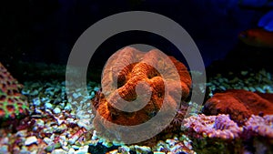 Colorful Open brain sp. LPS coral in reef aquarium tank