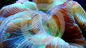 Colorful Open brain sp. LPS coral in reef aquarium tank photo