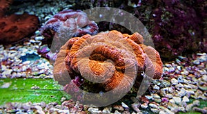 Colorful Open brain sp. LPS coral in reef aquarium tank photo