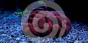 Colorful Open brain sp. LPS coral in reef aquarium tank photo