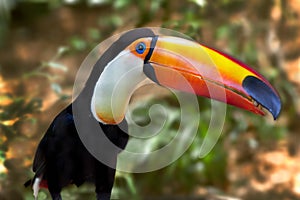 Colorful, orange beaked toucan