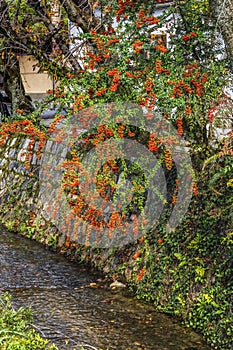 Colorful Orange Berries Fall Philosopher's Walk Canal Kyoto Japan