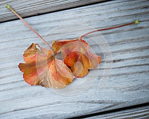 Colorful orange and brown leaves on a gray weathered picnic table