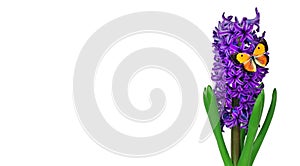 Colorful orange butterfly on a flower. Blue hyacinth flower isolated on white. Bright colorful spring flowers. Colias croceus butt