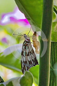 Colorful orange butterfly flying over bright blue ocean and bright blue sky.