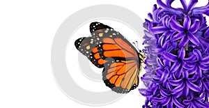 Colorful orange monarch butterfly on blue hyacinth flower isolated on white. copy space