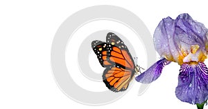 Colorful orange monarch butterfly on blue iris flower in water drops isolated on white. copy space