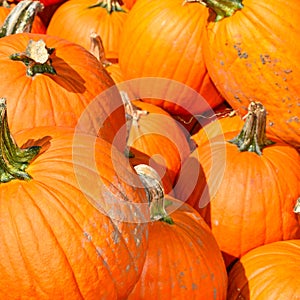 Pumpkins on a Fall day in Groton, Massachusetts, Middlesex County, United States. New England Fall.