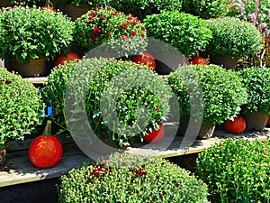 Chrysanthemums and pumpkins at a farm on a Fall day in Groton, Massachusetts, Middlesex County, United States. New England Fall.