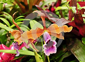 Colorful orange and purple flower of a cattleya orchid