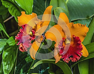 Orange Red Cattleya Orchid Flower Honolulu Hawaii photo