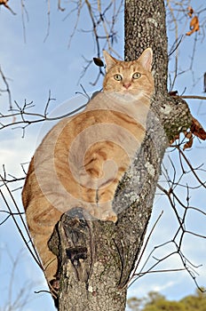 Orange Tabby Cat in a Tree