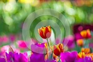 Colorful of orange  tulip in the garden and blurry flower background,selective focus with soft focus