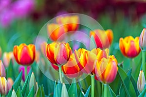 Colorful orange  tulip in the garden and blurry flower background,selective focus with soft focus