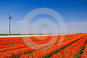 Colorful orange tulips and windmills in spring