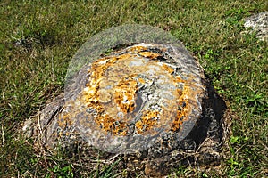 Colorful orange and white lichen on a large boulder on a grassy hillside
