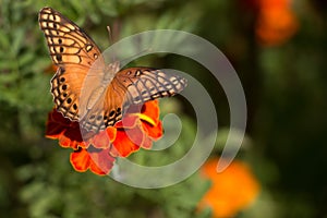 Colorful orange, yellow and black buttlefly sitting on a red tagete flower in the garden during summer.