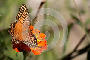 Colorful orange, yellow and black buttlefly sitting on a red tagete flower in the garden during summer.