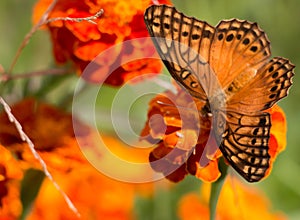 Colorful orange, yellow and black buttlefly sitting on a red tagete flower in the garden during summer.