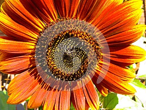 Colorful Orange And Yellow Velvet Queen Zinnia Flower Closeup