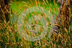 Colorful orchard grass on the warm spring day