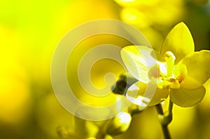 Colorful Orchid flower background, Elemnt of design,select focus.