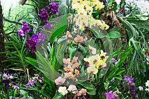 Colorful Orchid flower garden background