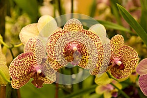 Colorful orchid flowers