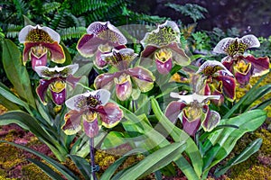 Orchid Shaped Paphiopedilum callosum . photo