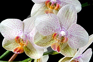 Colorful Orchids