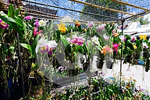 Colorful orchids at Chatuchak market