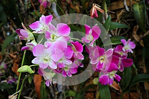 Colorful orchids in garden. Orchidaceae.