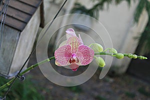 Colorful orchids hanging from a tree