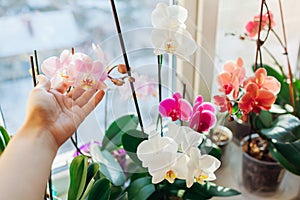 Colorful orchids phalaenopsis. Woman taking care of home plants. Gardener holding white flowers