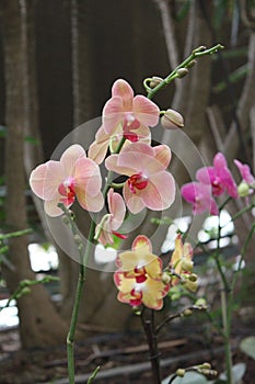 Colorful Orchids Flowers