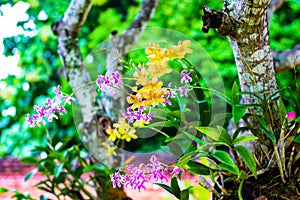 Colorful orchids yellow or purple dendrobium bloom hanging on tree  in nature garden outdoor background