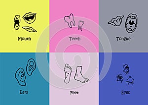 Colorful Organized Vector Collection of Body Parts