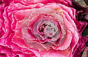 Colorful of the Ornamental Cabbage