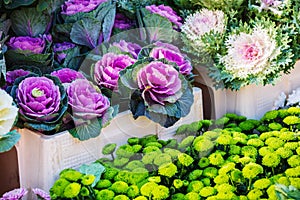 Colorful ornamental cabbages