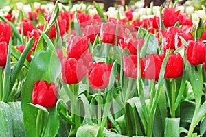 Colorful ornamental flowers red tulip with water drops group natural patterns blooming in garden for background