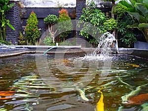 Colorful ornamental koi fish in the pond in the garden, with a beautiful flower background