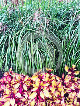 Colorful ornamental plants and grass