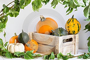 Colorful ornamental pumpkins, with grapevine, autumn, harvest, horizontal