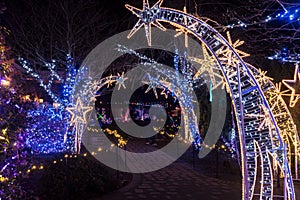 Colorful outdoor Christmas Holiday Light display with plants and palm tree.