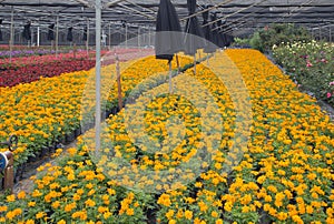 Colorful outdoor flower breeding base view