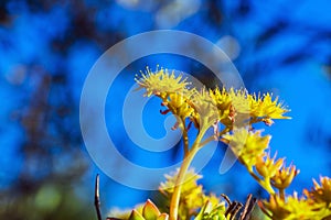 Colorful outdoor plants in the foreground with blue sky background