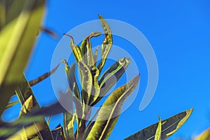 Colorful outdoor plants in the foreground with blue sky background