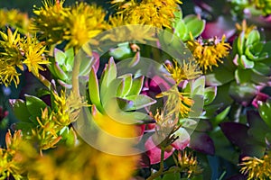 Colorful outdoor plants in the foreground with blue sky background