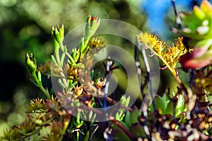 Colorful outdoor plants in the foreground with blue sky background