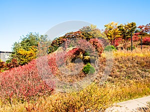 Colorful overgrown slope of Nam Mountain in Seoul